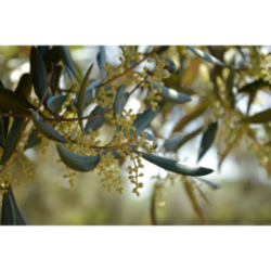 Confezione da 6 bottiglie di Olio extravergine di oliva ogliarola Karpene da 0,50 Litri