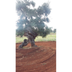 Olio extravergine di oliva karpene in bottiglia  - 0,5 Litro