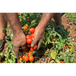 Pomodoro Fiaschetto di Torre Guaceto in salsa