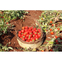 Pomodoro Fiaschetto di Torre Guaceto in salsa