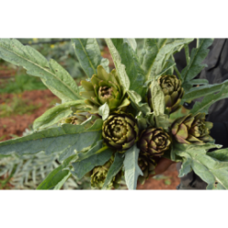 Carciofini sott'olio