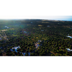 Natives Olivenöl extra aus Salento in Dosen im online-Vertrieb 