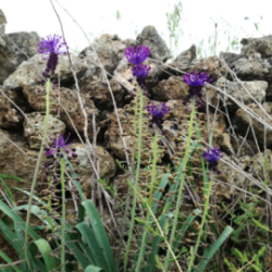 Lampascioni sott'olio