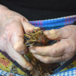 Lampascioni sott'olio