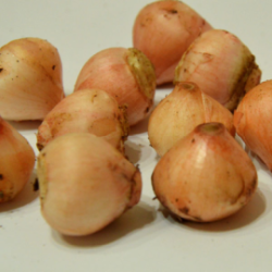 Lampascioni sott'olio