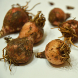 Lampascioni sott'olio