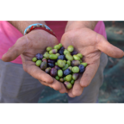 Olio extravergine di oliva Novello - in bottiglia 0,50 Litro