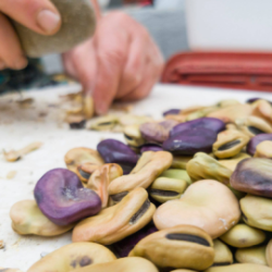 Fave secche biologiche di Torre Guaceto