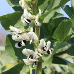 Fave secche biologiche di Torre Guaceto