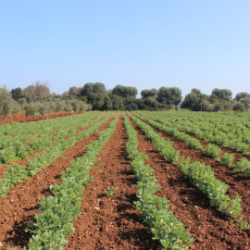 Fave secche biologiche di Torre Guaceto