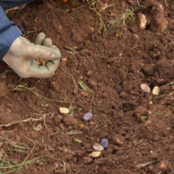 Fave secche biologiche di Torre Guaceto