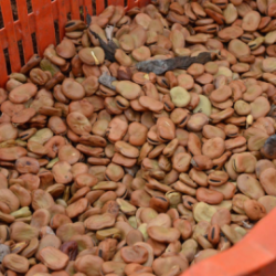 Fave secche biologiche di Torre Guaceto