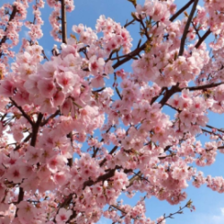 Mandorle tondine biologiche  400gr