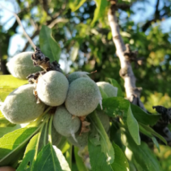 Biologische Tondine-Mandeln