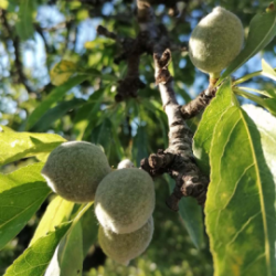 Biologische Tondine-Mandeln