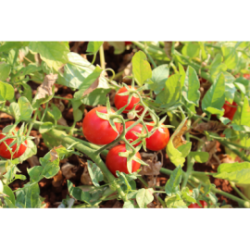 Tomatensauce aus "Fiaschetto" Tomaten