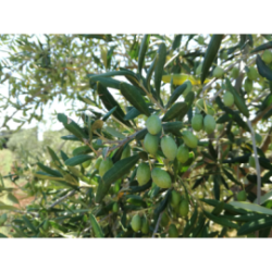 Olio extravergine di oliva - lattina 3 Litri