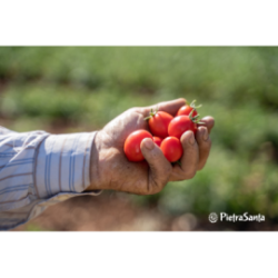 Fiaschetto tomato from Torre Guaceto in biological sauce
