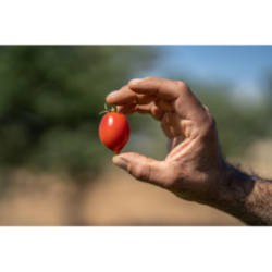 Biologische Tomate aus Torre Guaceto in Sauce