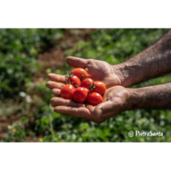 Tomate Fiaschetto de Torre Guaceto en Sauce Biologique