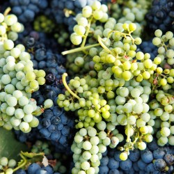 Vino rosso pugliese: Torriserva, il rosso biologico dell’Alto Salento