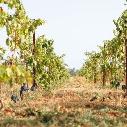 Vino rosso pugliese: Torriserva, il rosso biologico dell’Alto Salento