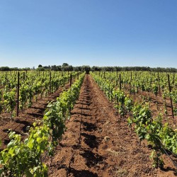 Vino rosato pugliese: Sadimare, il rosato biologico dell’Alto Salento