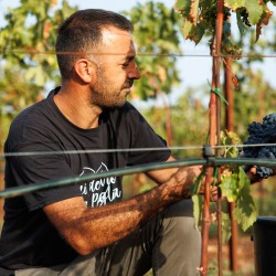 Offerta vino Susumaniello rosato pugliese biologico: Sadimare