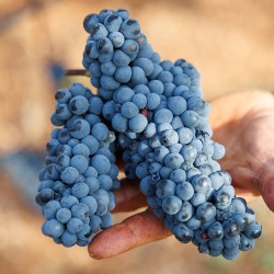 Vino Susumaniello rosato pugliese: Sadimare, eleganza biologica dal Salento