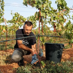 Confezione da 6 bottiglie di Vino Susumaniello rosso pugliese: Torriserva