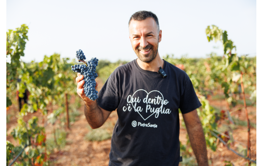 Vin bio des Pouilles